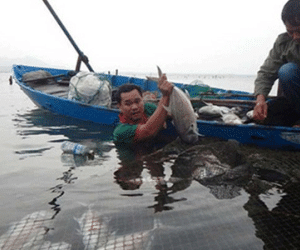 Cá chết trắng lồng chưa rõ nguyên nhân ở Thừa Thiên - Huế