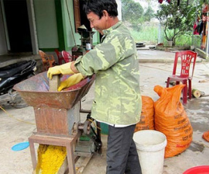 Kiếm 700 triệu/ha nhờ trồng và chế biến tinh bột nghệ