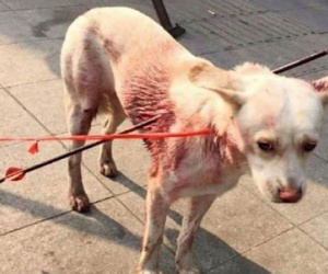 Bị hai mũi tên bắn xuyên người, chú chó sống sót kì diệu