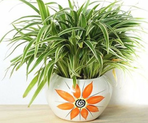 Chọn cây cảnh theo mệnh để tài lộc chảy vào nhà
