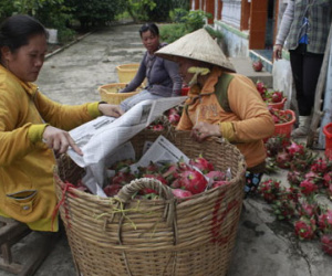 Nông dân lại phải đổ bỏ thanh long