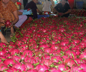 Sự thật thông tin thanh long bị đổ bỏ ở Long An