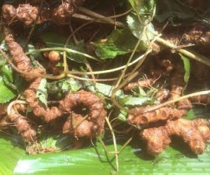 Bỏ 500 triệu mua sâm Ngọc Linh ngâm rượu thưởng tết