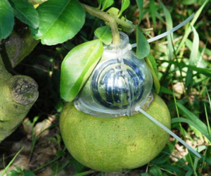 Bưởi hồ lô, dưa hấu thỏi vàng khan hàng dịp Tết