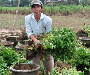 Mất tiền tỷ vì hoa cúc Tết trôi theo lũ