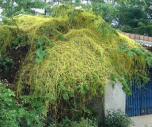 Tơ hồng vàng – Vị thuốc trị suy yếu chức năng sinh dục