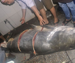 Bắt được “thủy quái” sông Mekong nặng 230kg