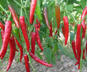 Ớt tăng giá đột biến