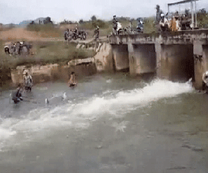 Clip cá nhảy lên bờ, dân Bình Thuận tranh nhau bắt