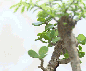 Clip: Cận cảnh bonsai tiền triệu bay lơ lửng ở Sài Gòn