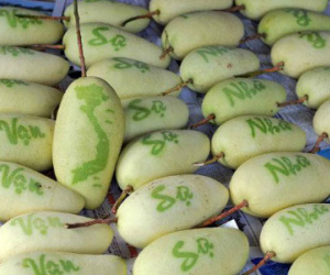 Xoài, đu đủ in chữ chưng Tết nửa triệu đồng mỗi trái