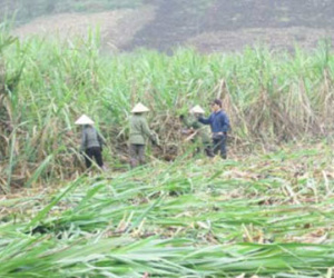 Mâu thuẫn ở ruộng mía, 1 người bị chém tử vong