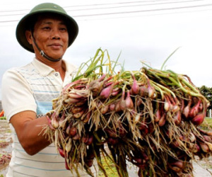 Nông dân trồng hành ở Ninh Thuận trắng tay vì mưa lũ