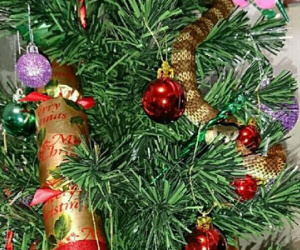 Kinh hãi thấy rắn hổ cực độc bò trườn trên cây Giáng sinh