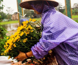 Lo hoa chết sau lũ, nông dân nhổ bán tháo mong gỡ vốn