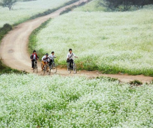 Những tour du lịch thú vị "nhất định phải đến" tại Mộc Châu