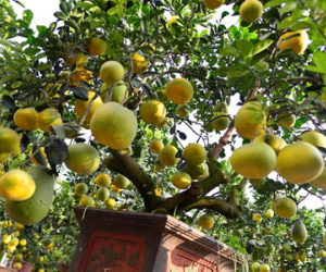 Cây bưởi 200 quả, giá 40 triệu đồng ở Hà Nội