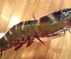 Tôm sú cụ đỏ au, đen thẫm: Mỗi bữa chỉ dám ăn 1 con