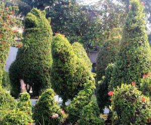 Kiểng gà quý hiếm giá hàng trăm triệu đồng mỗi cặp