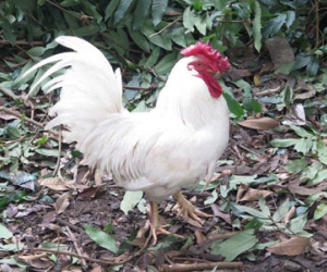Gà "huyền thoại" 50 triệu/con, đại gia lùng mua cúng tết
