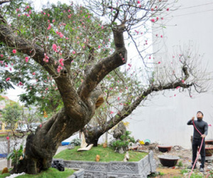 Đào rừng thế "long quấn thủy" giá hơn trăm triệu đồng