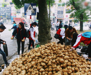 Người Hà Nội rủ nhau đi mua củ đậu ủng hộ nông dân Quảng Ngãi bị thiên tai