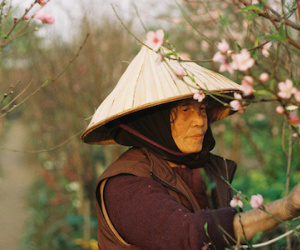 Nở sớm, đào Tết bán "giá như cho"