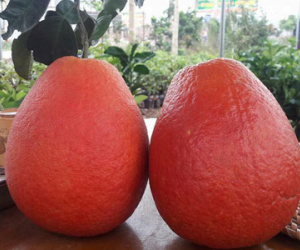 Bưởi đỏ tiến vua: Của hiếm cúng Tết 1,2 triệu đồng/cặp