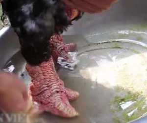 Mắc màn, rửa chân nước muối cho gà “chân voi” chờ ngày tranh tài