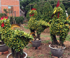 Quất cảnh hình gà siêu bắt mắt ở miền Tây
