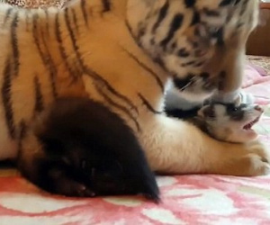 Bất ngờ hổ chơi thân với chồn và chó sau khi bị gia đình bỏ rơi