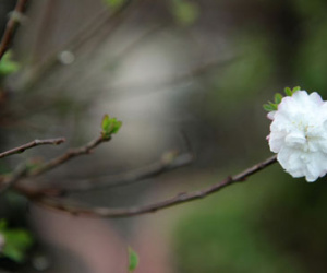 Ngắm vườn nhất chi mai hiếm có, khó trồng ở Hà Nội