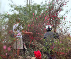 Đào Nhật Tân khoe sắc sớm, người trồng lo trắng tay