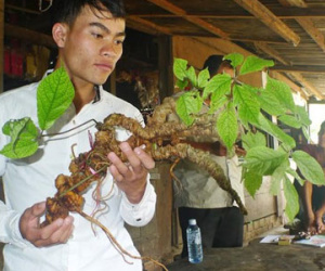 Sâm Ngọc Linh 30 triệu/kg: Thần dược đổ đống, bao nhiêu cũng có
