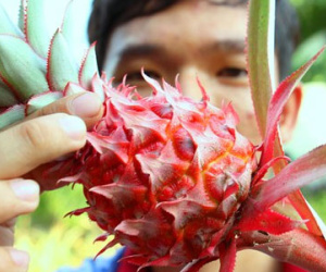 Trồng khóm son bán Tết kiếm trăm triệu đồng ở miền Tây