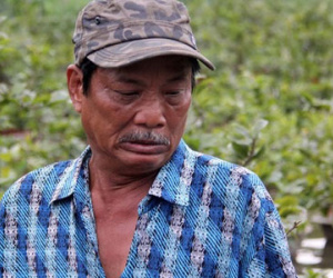 Hàng nghìn gốc mai Tết ngập nước, nông dân Sài Gòn than trời