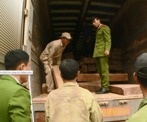 Ngụy trang hơn 50 m3 khối gỗ đinh hương trên xe chở nông sản