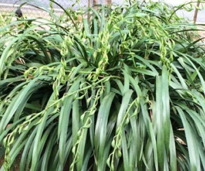 "Giấc mộng vua Trần": 200 triệu mua địa lan huyền thoại chơi Tết