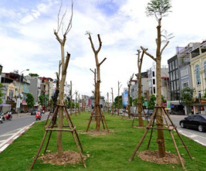 Hà Nội trồng 800.000 cây xanh dịp Tết Đinh Dậu