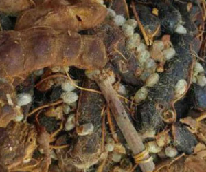 Ngừng nhập me nhiễm mọt từ Indonesia