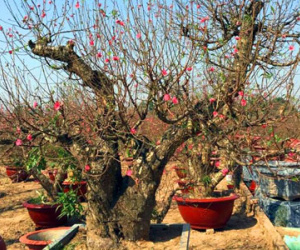 Tết Đinh Dậu 2017: Đào thế đẹp, độc, lạ soán "ngôi vương"