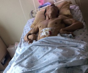 Vụ đòi bồi thường 23,6 tỷ: “Bệnh viện bao biện để bảo vệ cái sai của bác sĩ"?