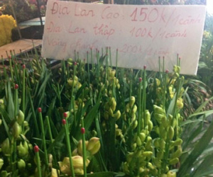 Giá hoa sẽ tăng vù vù dịp cận Tết?