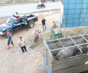 Trâu nhà "nổi điên" húc loạn xạ, nhiều người nhập viện