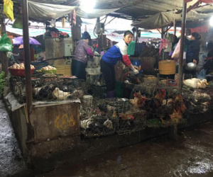 Cảnh giết mổ gà tại chợ: Bà nội trợ hãy 1 lần nhìn lại