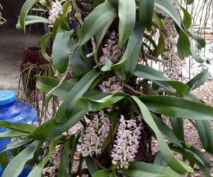 Hoa lan nhập ngoại Tết Đinh Dậu - "giá chát trên trời" nhà giàu mới dám chơi