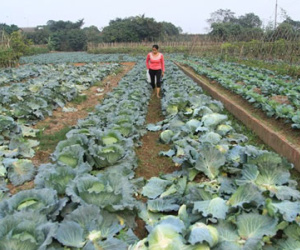 Khóc vì mùa đông không lạnh