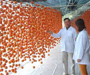 Hồng sấy treo Đà Lạt nửa triệu đồng một kg hút hàng dịp Tết
