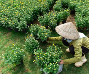 Làng hoa đẹp ít người biết ở Hưng Yên