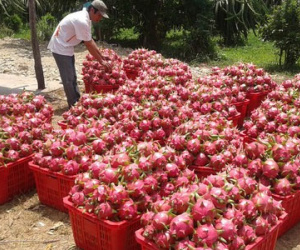Mua Thanh Long giá rẻ của Việt Nam, Trung Quốc bán cao gấp 10 lần!